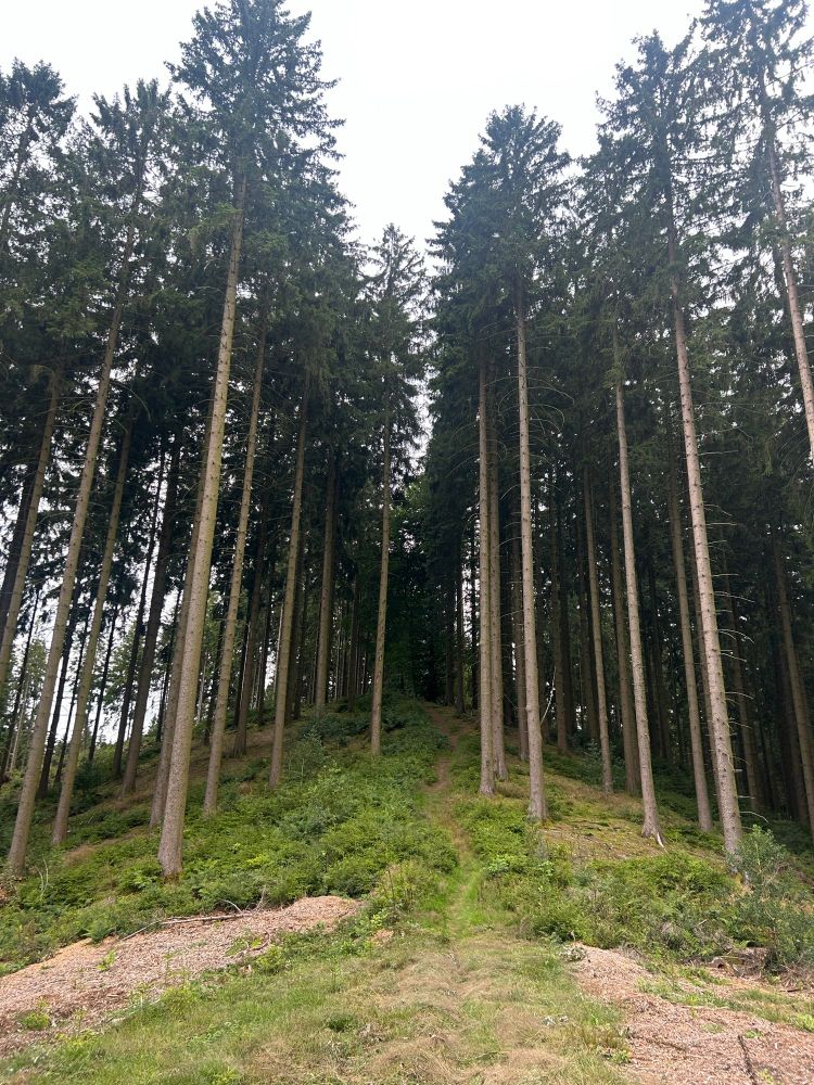 Steiler Anstieg auf einem Single Trail.