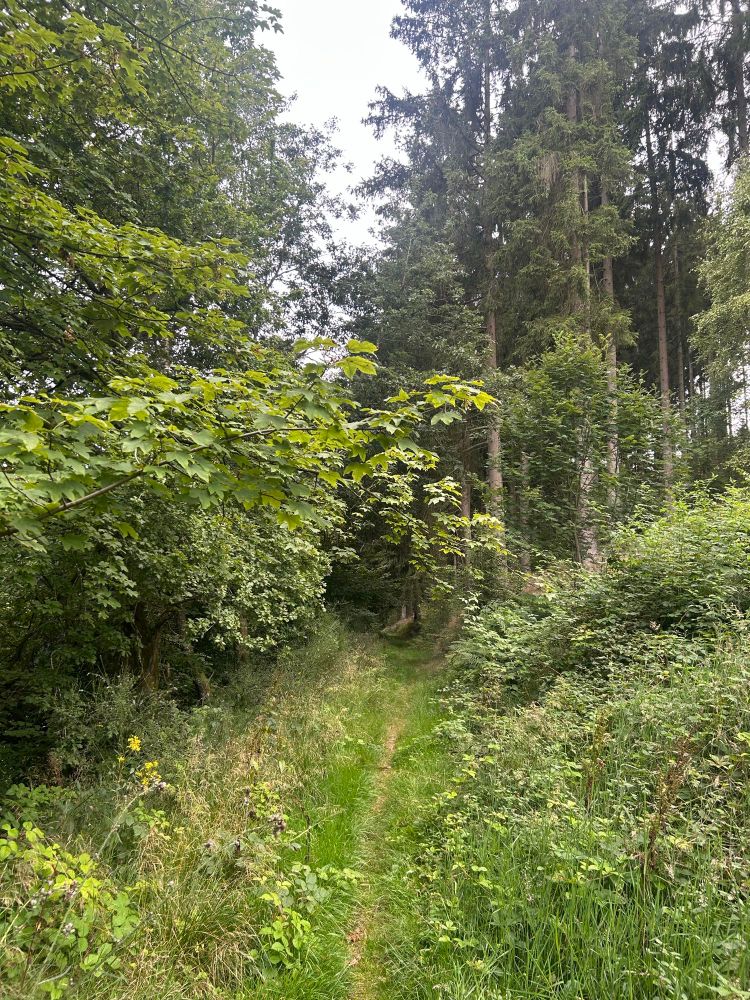 Dicht bewachsener Waldpfad.