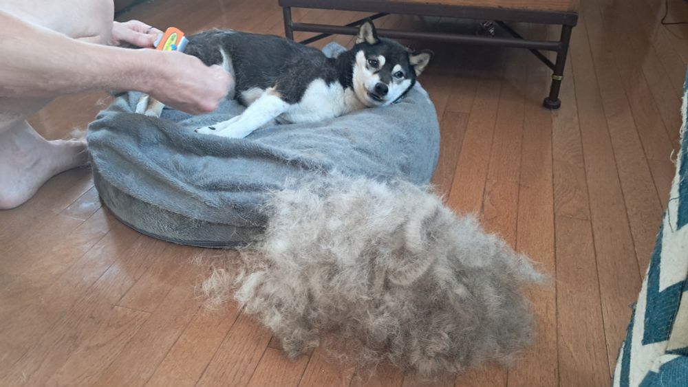 Momo the Shiba enjoying being brushed out