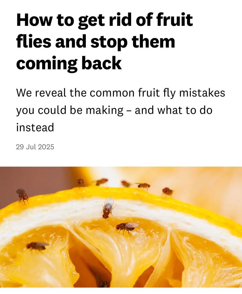 Fruit flies on a segment of citrus fruit.