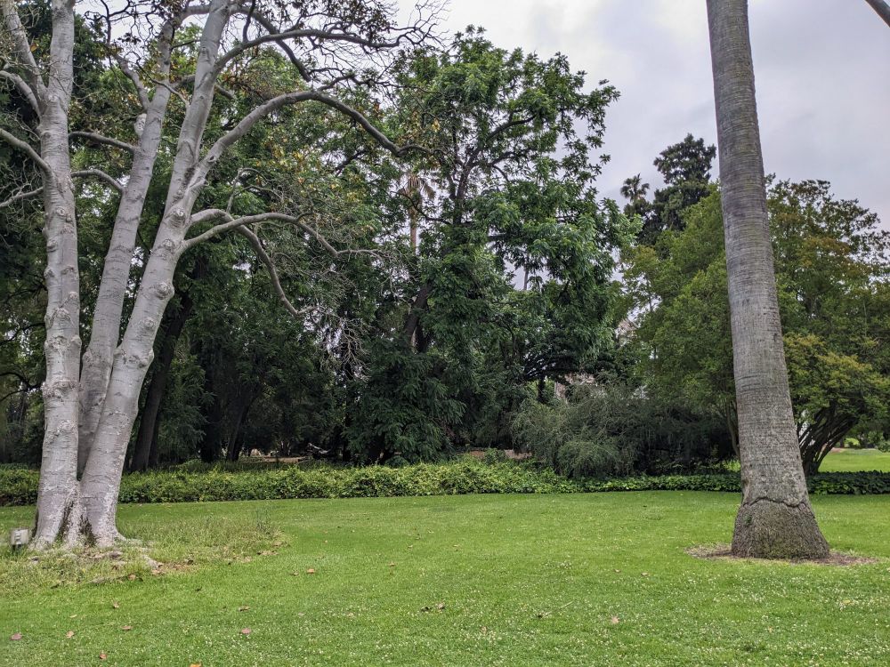 A picture of the tree that young Stede ran into, framed as from the show