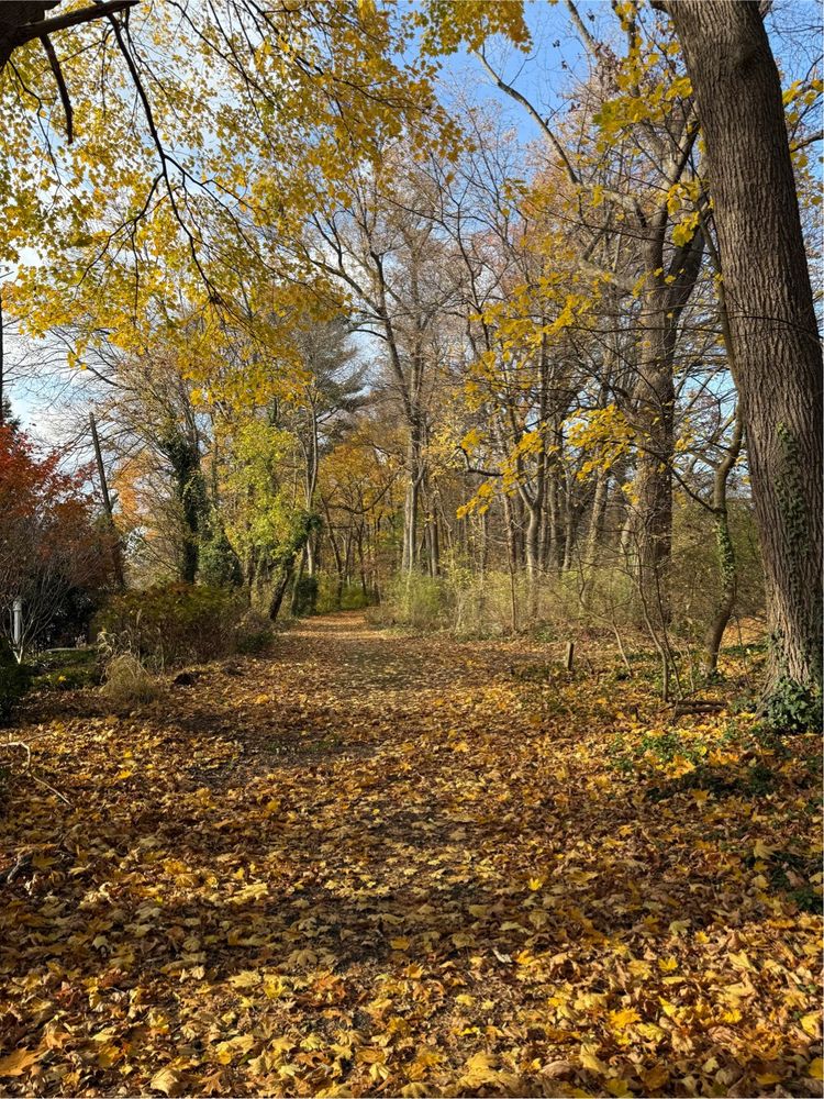 A leafy hiking path