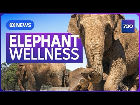 Why elephants are being trucked out of city zoos in Australia | 7.30