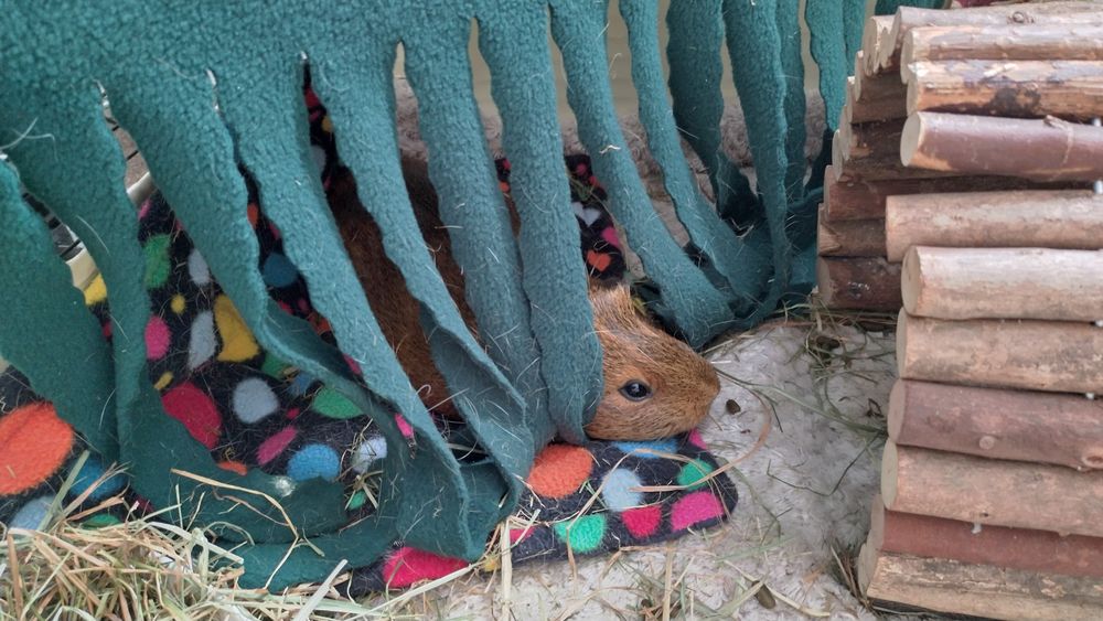 Photo of a brown guinea pig lying in its enclosure. Mainly only the guinea pig's head is visible, because its body is concealed by fabric curtain tassels.