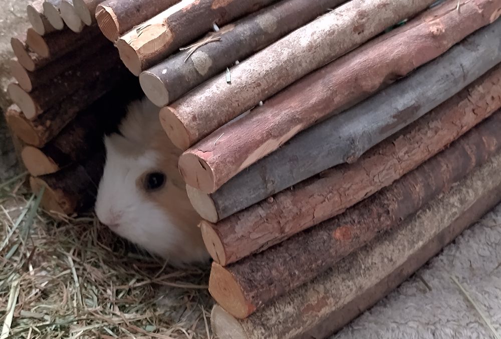 Photo of a white and beige guinea pig's head, peeping out of a wooden tunnel in its enclosure.