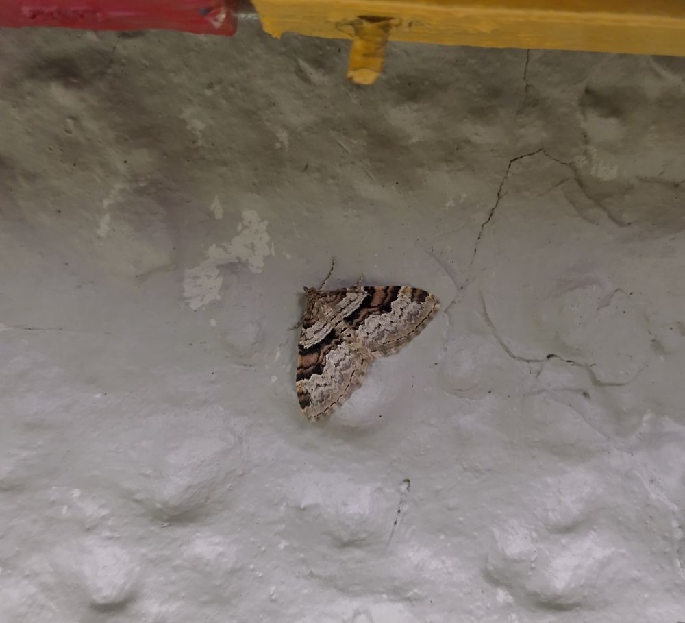 Photo of a flame carpet moth hanging out on a wall in a garden.