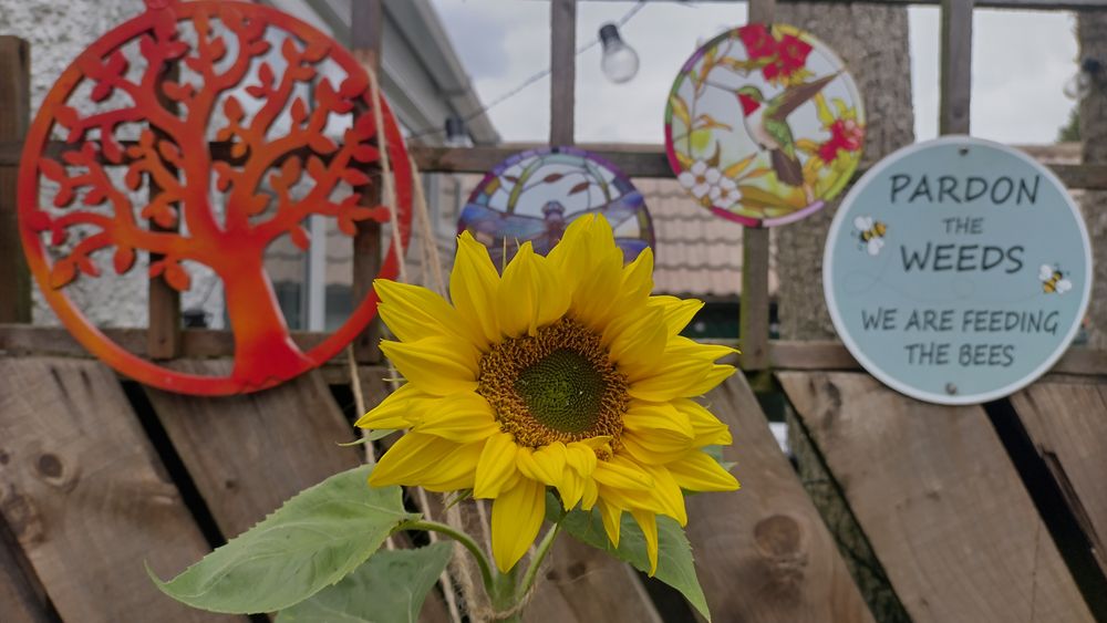 Photo of a yellow sunflower growing in front of a fence in a garden.