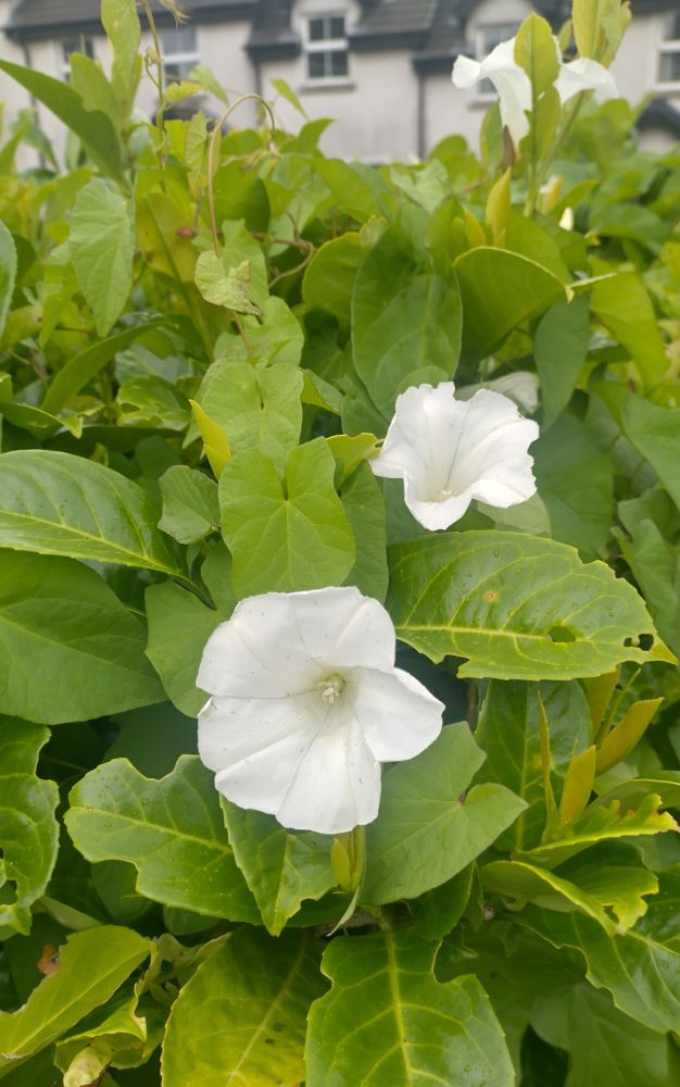 Photo of 2 white morning glory flowers among the green leaves of a laurel hedge.