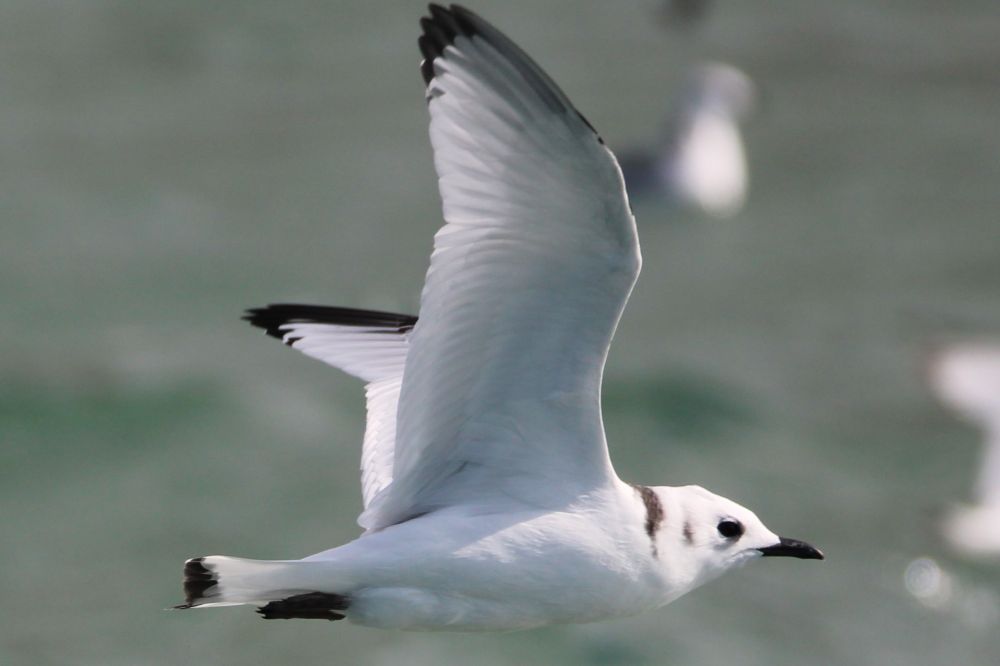 Juvenile Kittiwake