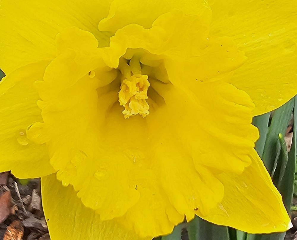 Trumpet (Div. 1) Narcissus 'Exception' in my suburban Chicagoland garden - March 30, 2025.