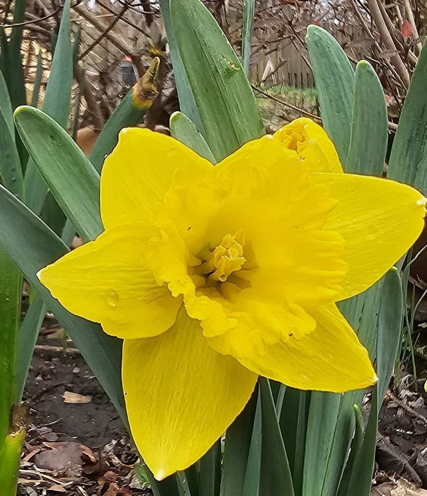 Trumpet (Div. 1) Narcissus 'Exception' in my suburban Chicagoland garden - March 30, 2025.