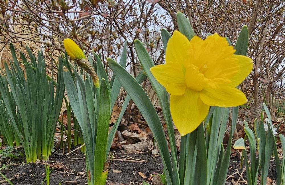 Trumpet (Div. 1) Narcissus 'Exception' in my suburban Chicagoland garden - March 30, 2025.
