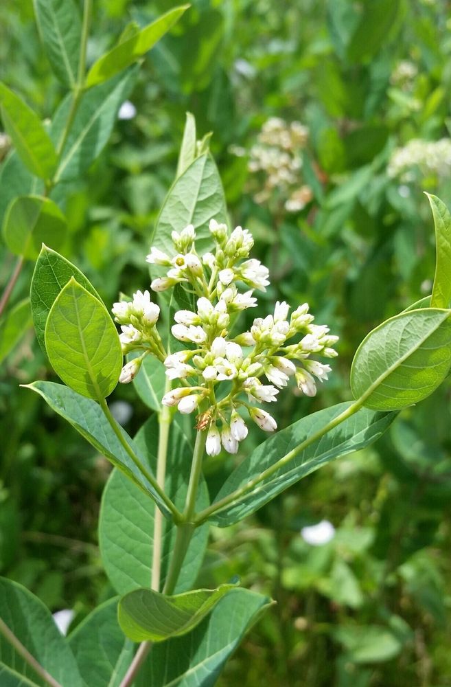 Comment image