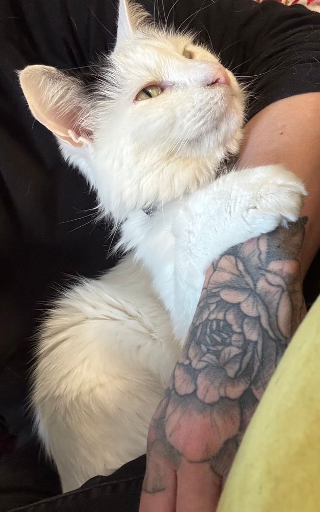 He’s just a boy. 
.
#cat #catman #mako #catmanmako