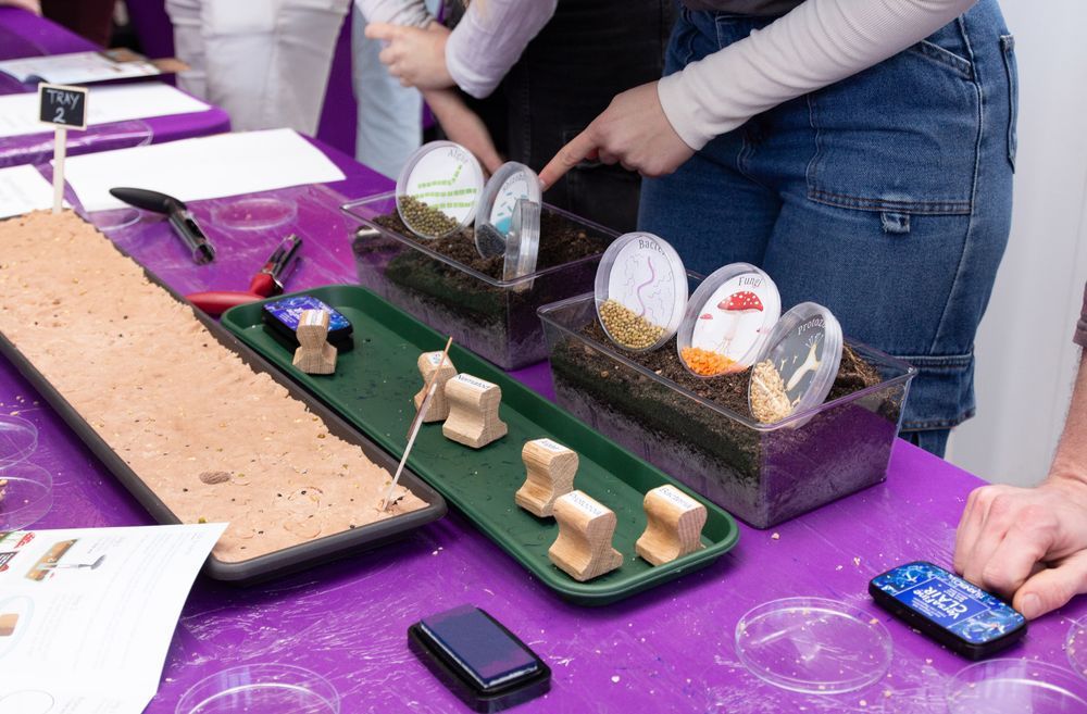 Exhibition stand at the festival, image shows a tray of brown playdough, wooden stamps, and petri dishes containing seeds that represent different microbes. 