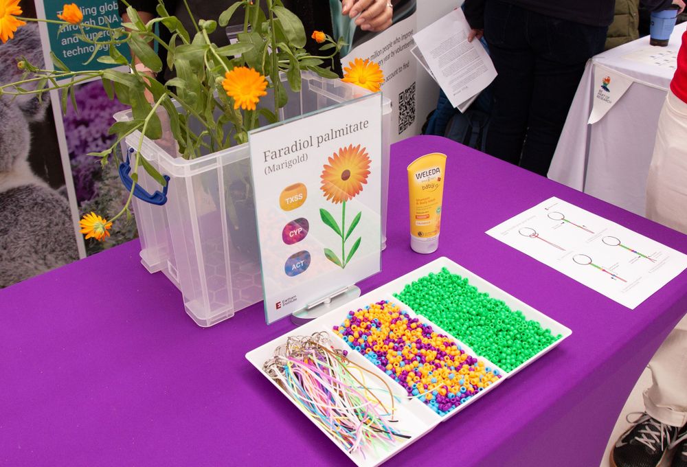 A pot of orange marigold flowers, behind a white plastic tray which holds colourful string, colourful beads, and green beads. Participants to the stand use these beads to build a keyring representing a medicinal compound found in the marigold.