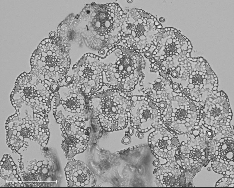 Spatially resolved image of a 10 µm (micron) cross-section through a Alloteropsis semialata leaf, in shades of grey and black.