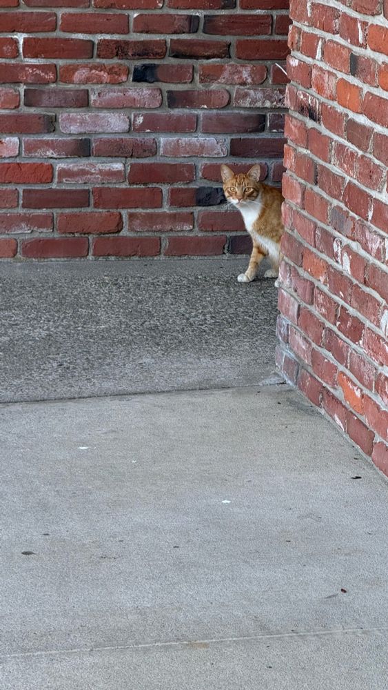 Orange cat with white neck and chest peeking out from between two brick buildings