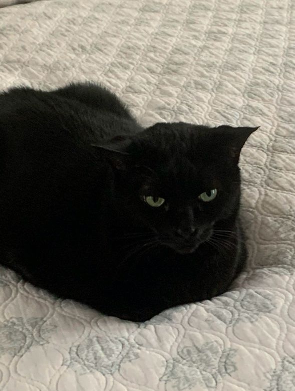 A black cat 