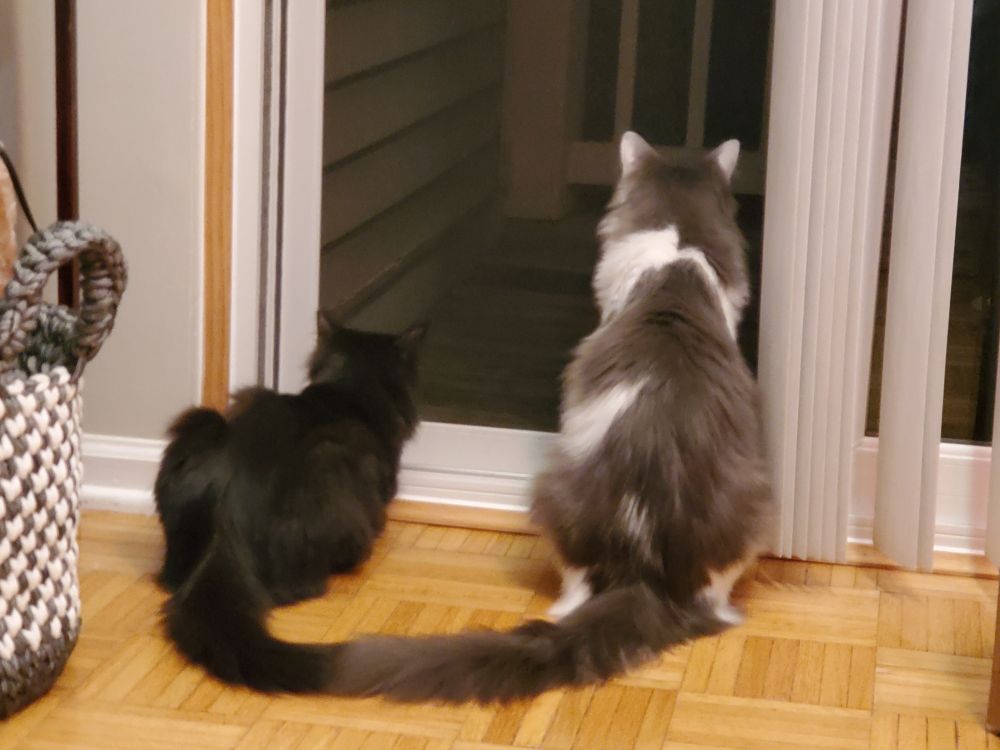 Two cats looking throughat a balcony through a screen door at night. Long-haired black cat named Minnie is laying down and closer to the wall where the door closes, and long-haired white & grey cat named Charlie is sitting to her right. Both of their tails are curled towards each other and the tips are touching, which I think is really cute. 