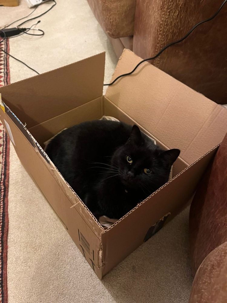 Black cat in a box.