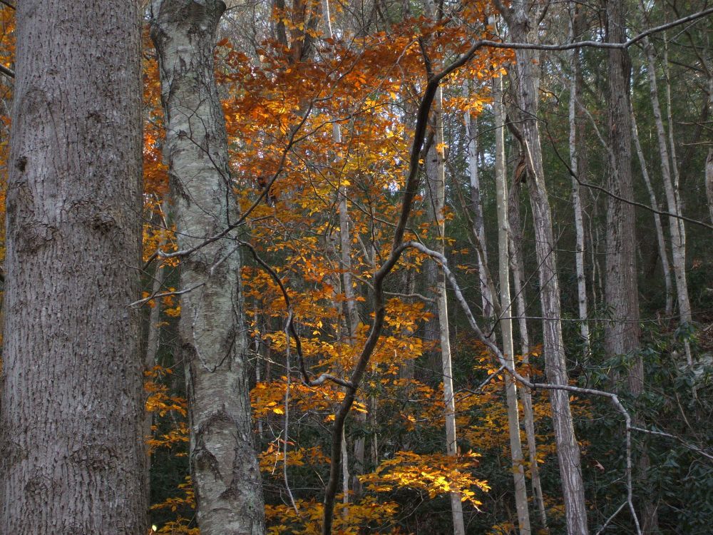 the sun shining down a ridge into orange leaves on a tree