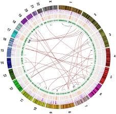 Genome rearrangement diagram with segments in different colors, connected by thin lines
