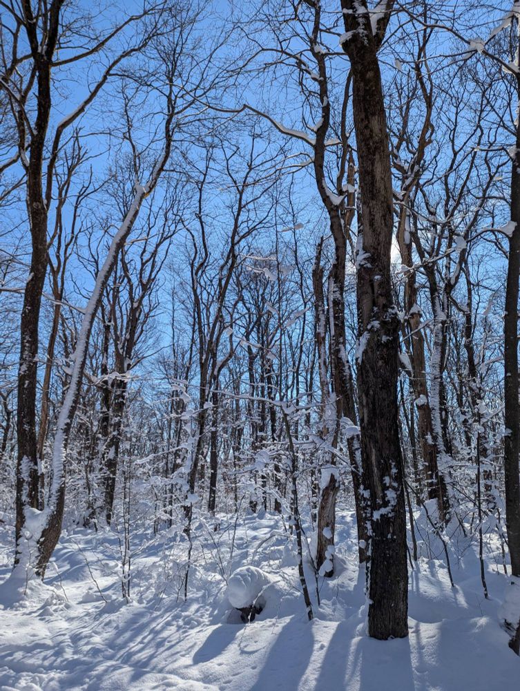 Winter forest - lots of snow, blue sky, sun behind one of the trees