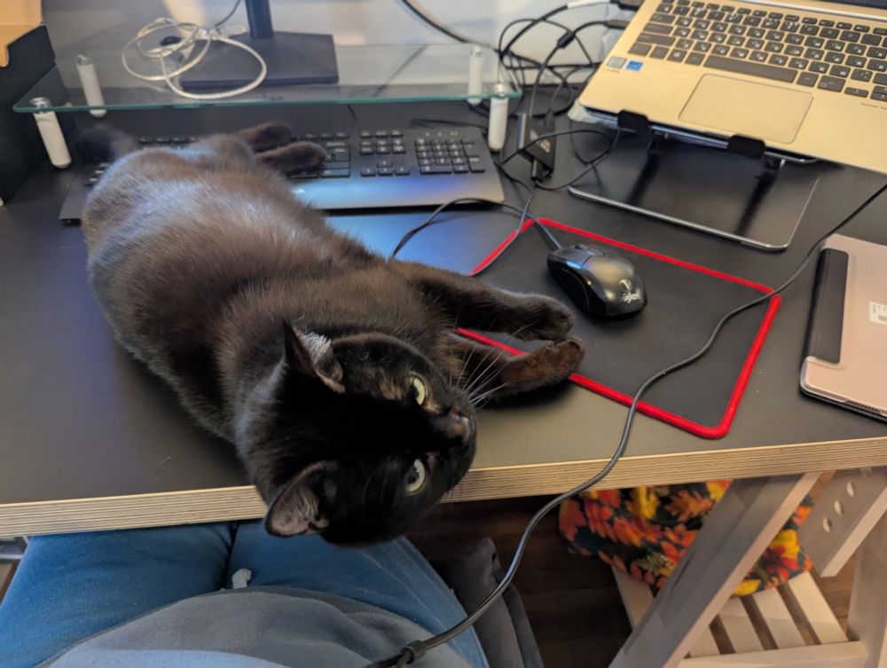 Black cat lying on the desk, blocking access to the keyboard