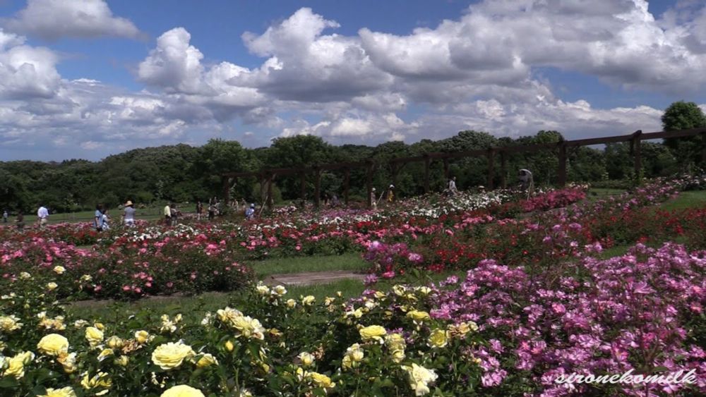 やくらいガーデンの薔薇風景 Beautiful Rose Flowers Garden of Yakurai | Travel Miyagi Japan 宮城花の名所 東北観光