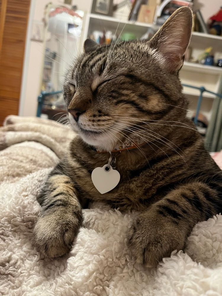 A brown tabby cat lying with her eyes closed on a fuzzy blanket. She’s smiling. 