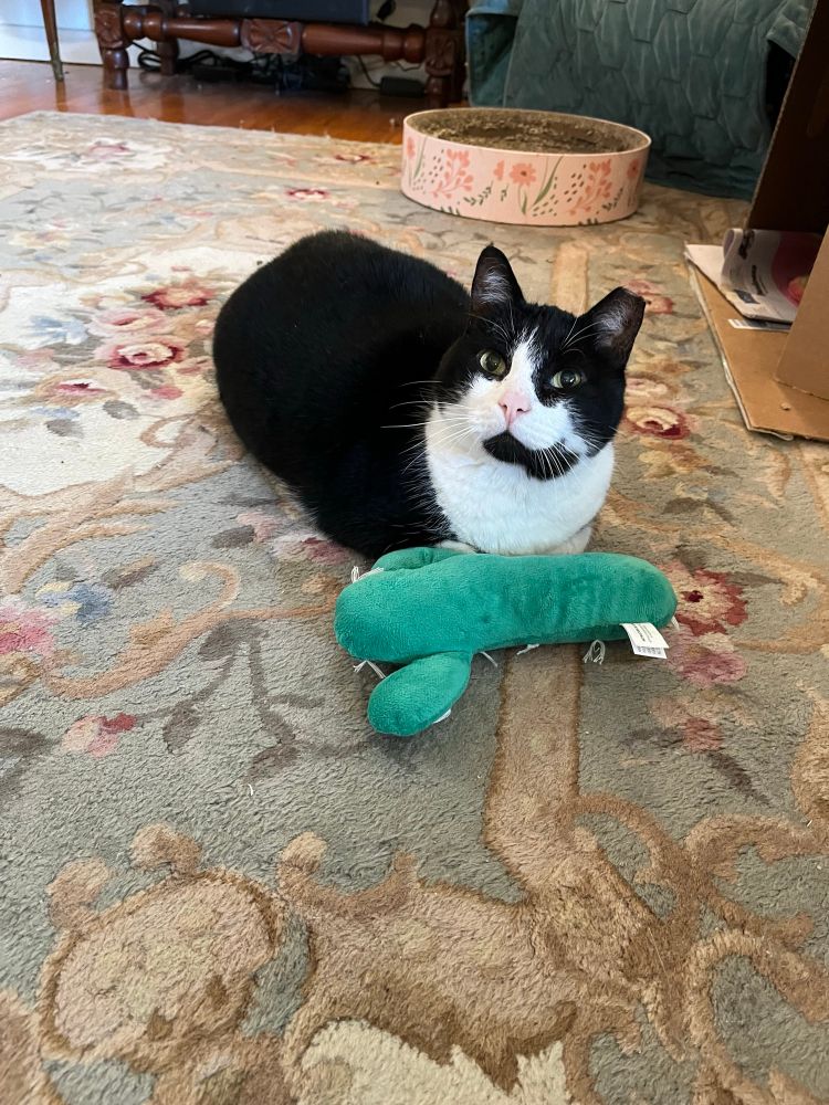 A handsome tuxedo cat with a tipped ear lying in loaf position with a stuffed cactus cat toy