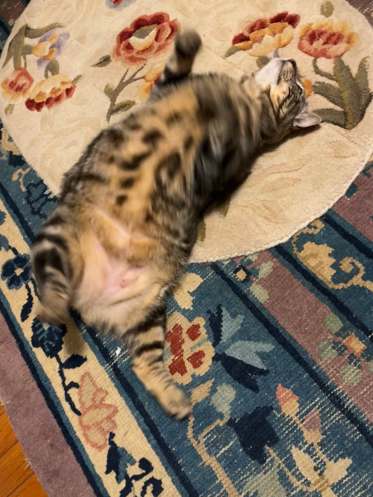 A slightly blurred motion photo of a brown tabby Manx cat rolling on a carpet, caught belly up. 