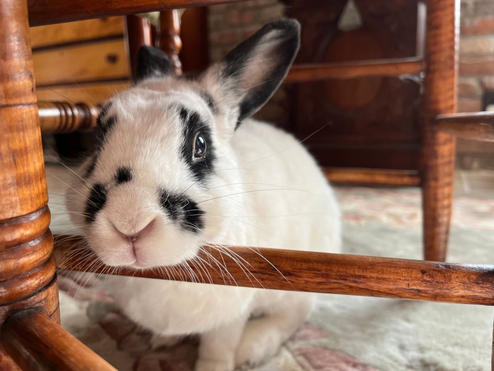 A white bunny with black spots resting his chin on the crossbar of a chair. 