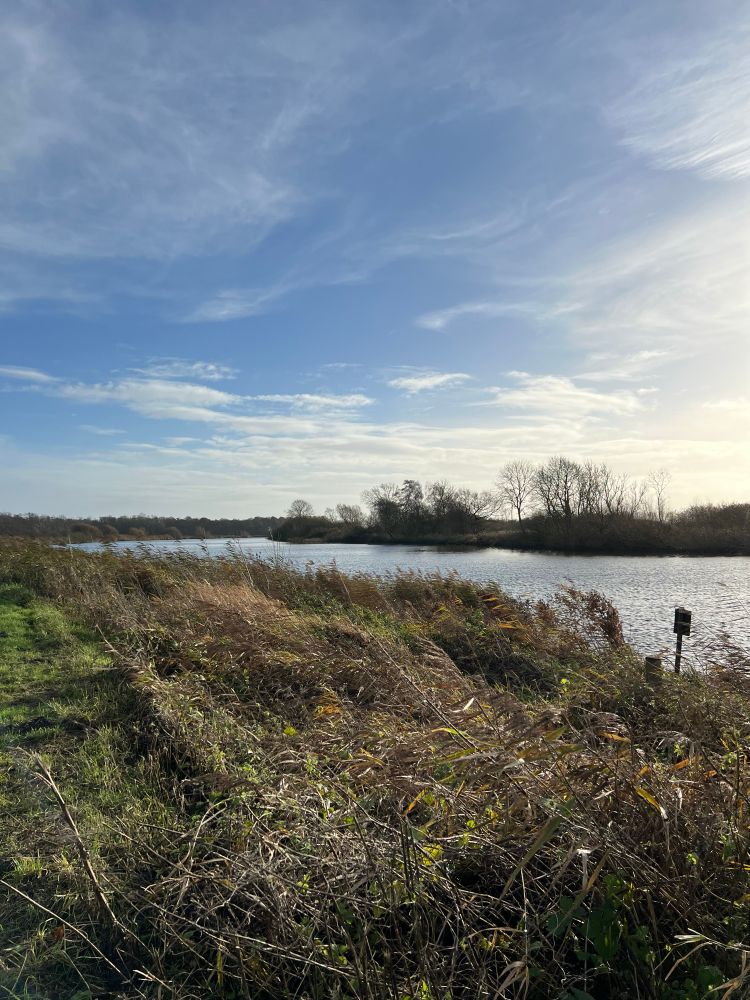 A view of a river taken from the bank, in the foreground is grass and reeds and there are some trees on the far side. 
The sky is blue with white clouds