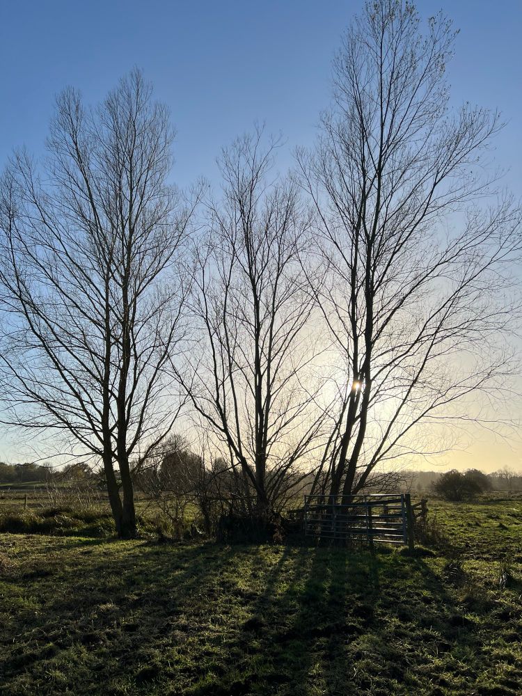 Three skeleton trees with the sun behind them creating long shadows against a clear blue sky.