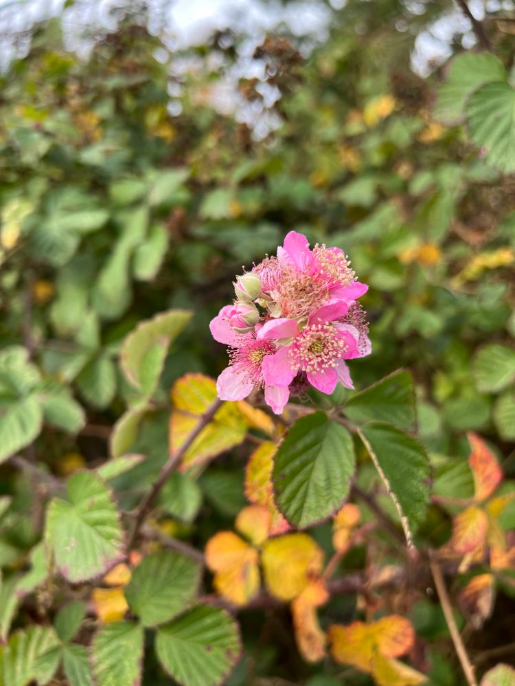 A bright pink cluster of bramble flowers with some green leaves and some autumn coloured leaves behind