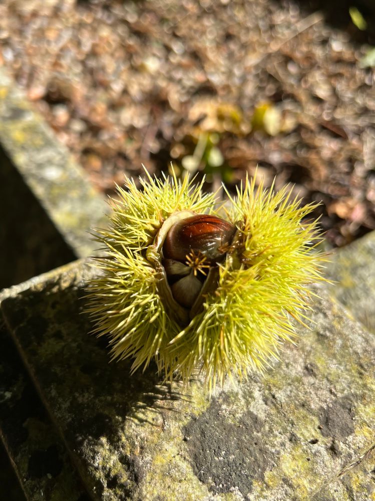 Sweet brown chestnut in a spiky yellow-green shell. It is resting on a stone in the sunshine