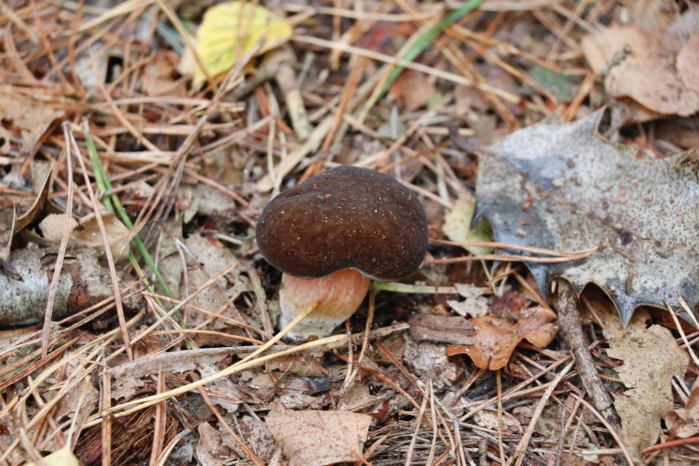 A dark brown top to a mushroom with a pinkish stem, Google ID suggests a 'penny bun'