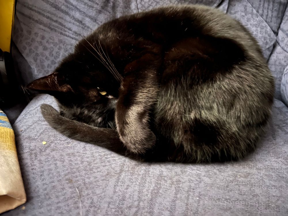 A black cat curled up on a blue sofa with his paw over his nose - one eye is open and looking into the camera.