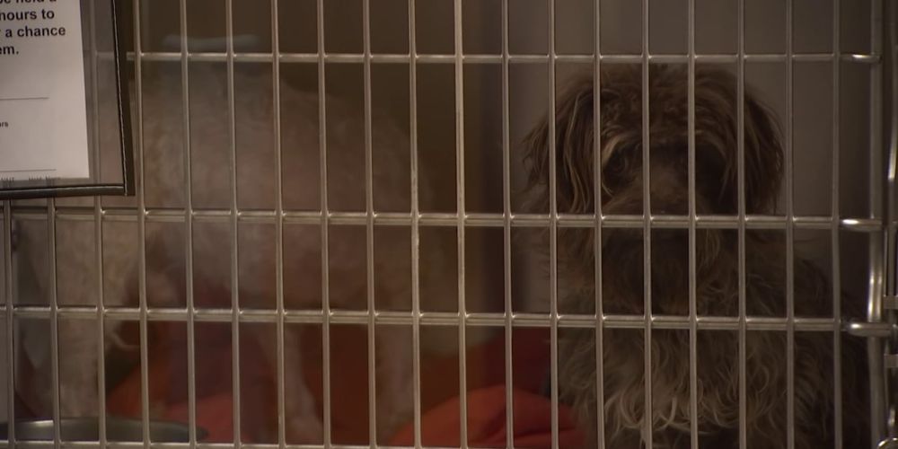 More Arizonans are giving up their pets and shelters say there is one main reason why.