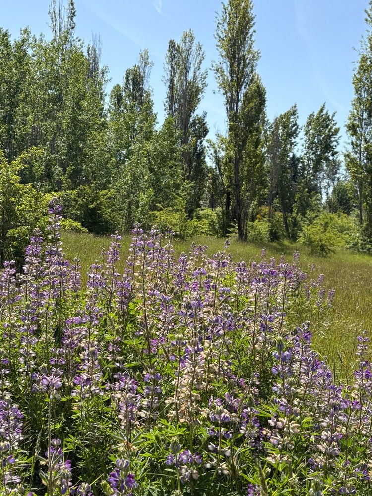 A stand of tall purple flowers at the edge of a meadow, with skinny trees behind them and a blue sky above.