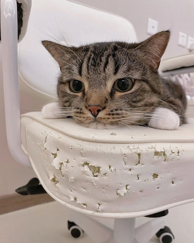 A tabby cat with white paws is resting its head on a white office chair with a heavily scratched and peeling seat. The cat has large, round eyes and an innocent expression, while the chair’s damaged surface suggests it may have been scratched or bitten over time. The background includes a modern interior with white walls and electrical outlets.