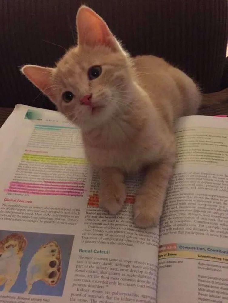 an orange cat blocks the view of a college textbook, it looks at the viewer with annoyance