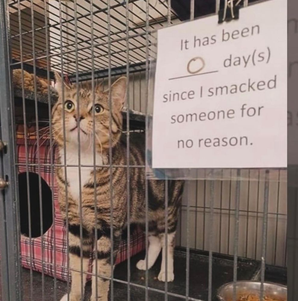A cat is in a cage. The sign says “it has been 0 day(s) since I smacked someone for no reason.