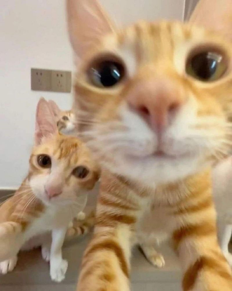 2 orange cats face the viewer, a third one can be seen in the background 