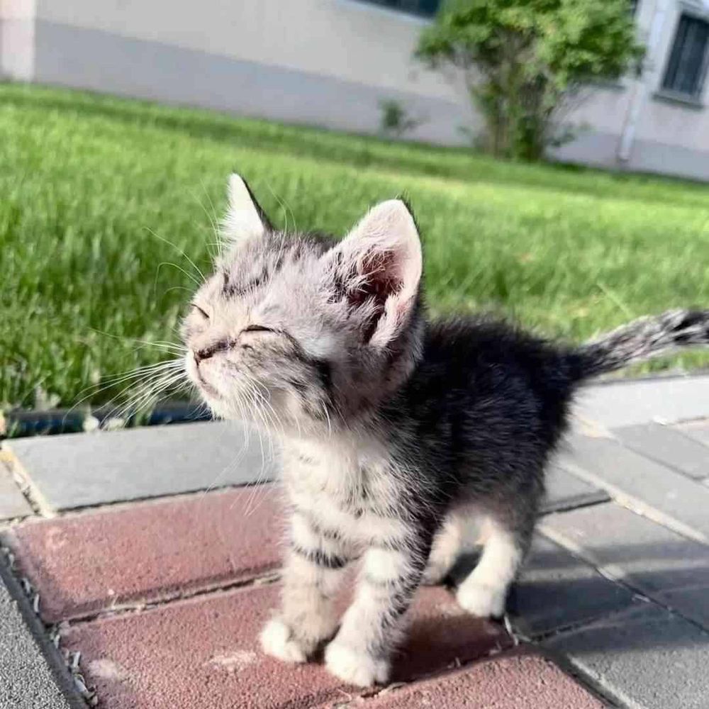 a small gray tabby kitten standing on a brick pathway in bright sunlight with its eyes closed, appearing content. The background features green grass and a blurred building