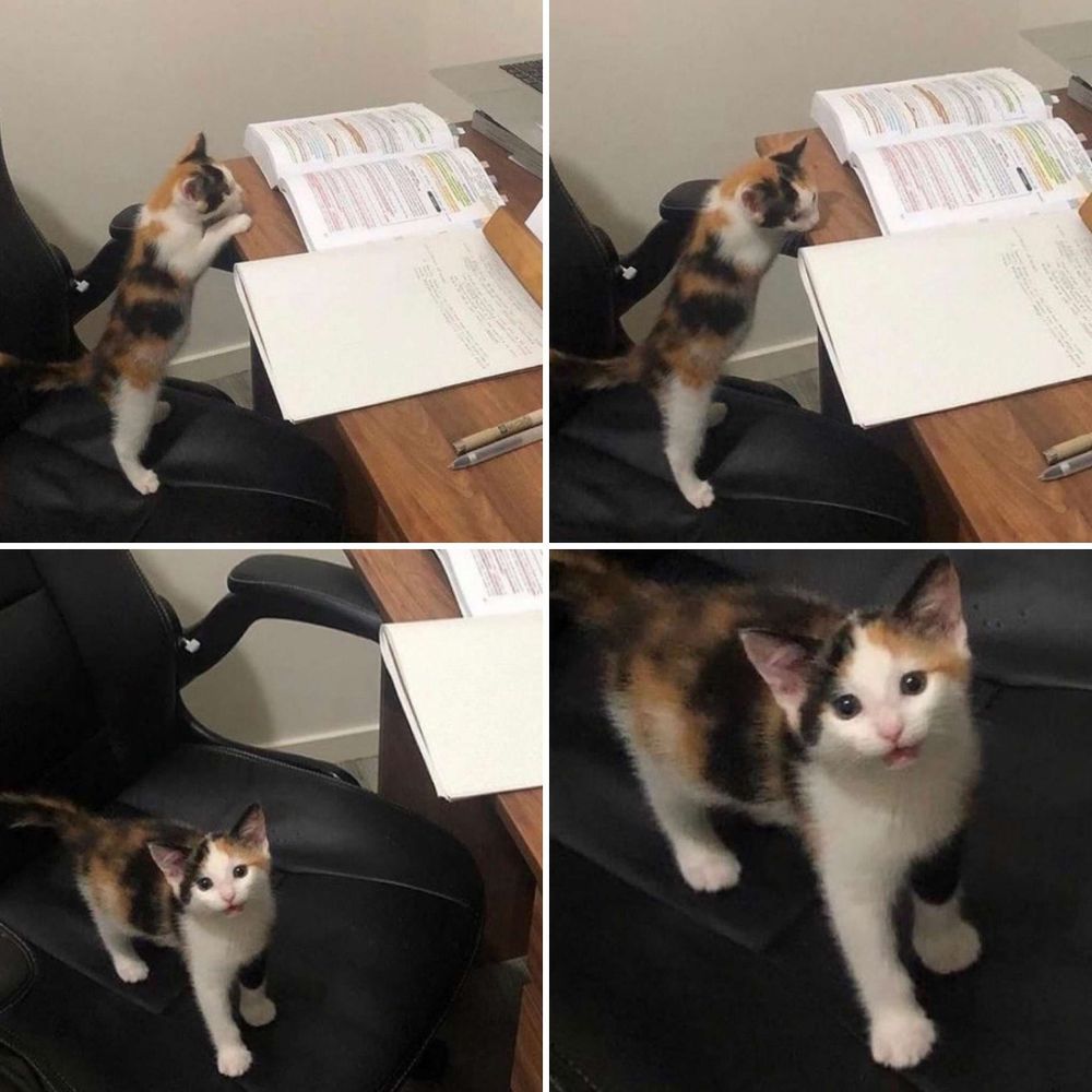 Four separate images of the same calico kitten. In two images it stands on its hind legs on a desk chair, looking at a book, which has highlighted text and notes beside it. The next two images have the cat facing the viewer, one might assume it is expressing disbelief, as if they were upset about being disturbed.
