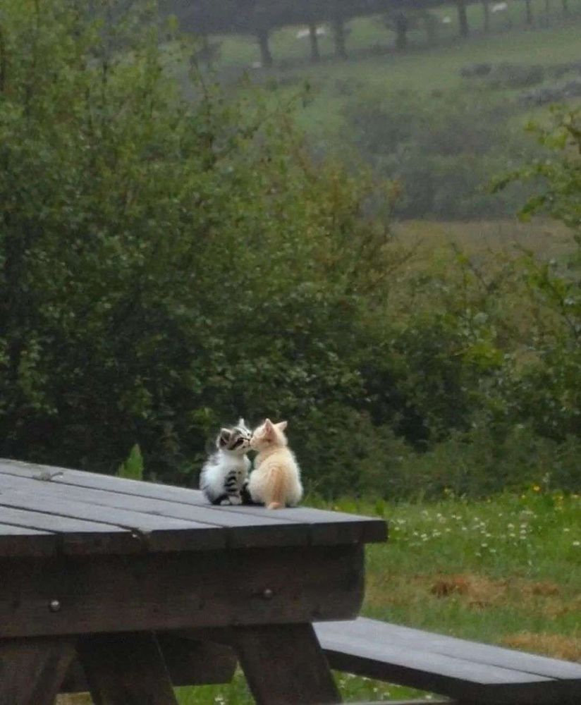 two kittens, outside and sitting on top of a picnic table. Trees in the background while shrubs, grass and fine greenery can be seen in the foreground. The two kittens seem to be smelling each others faces, making it look as if they are kissing