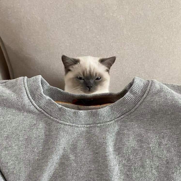 A grumpy-looking cat with light fur and dark markings on its ears, face, and paws peers over the collar of a gray sweatshirt draped on a hanger. The way the cat is positioned behind the clothing makes it appear as if the cat’s head is part of the sweatshirt, creating a humorous illusion. The background is a neutral-colored wall.